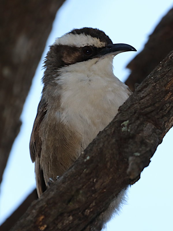 White-browed Babbler - ML516762251