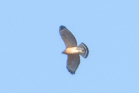 Red-shouldered Hawk - ML516762571