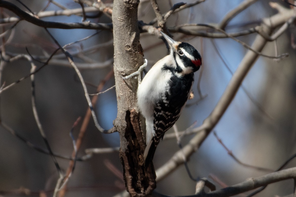 Hairy Woodpecker - ML516762861