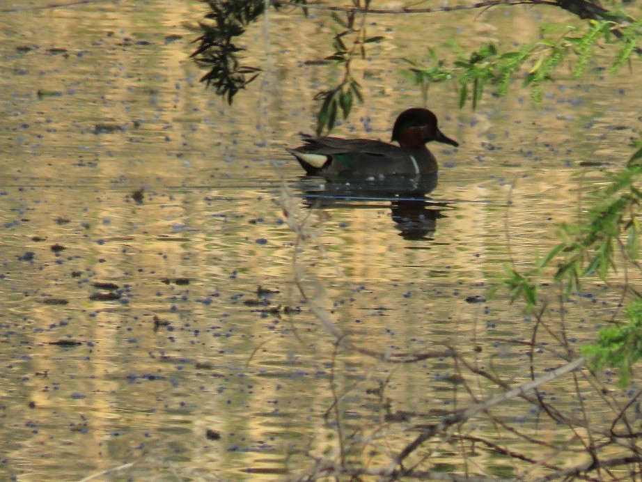 Green-winged Teal - ML51676311