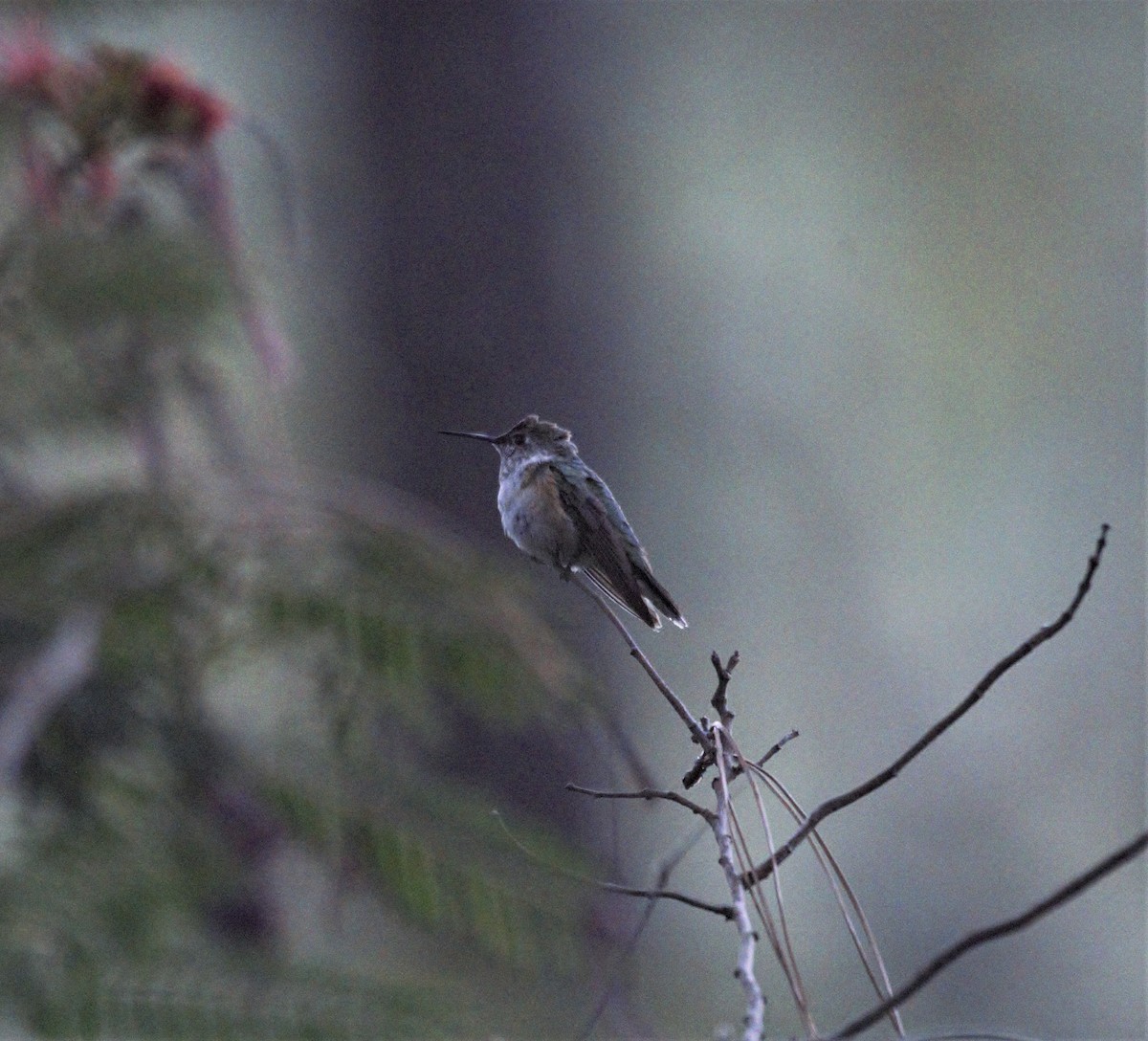 Broad-tailed Hummingbird - ML516763191