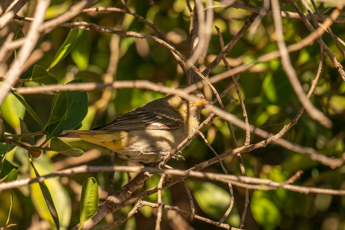 Western Tanager - Roberto Pineda