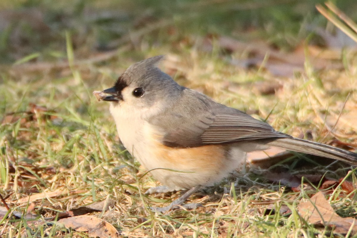 Tufted Titmouse - ML516763571