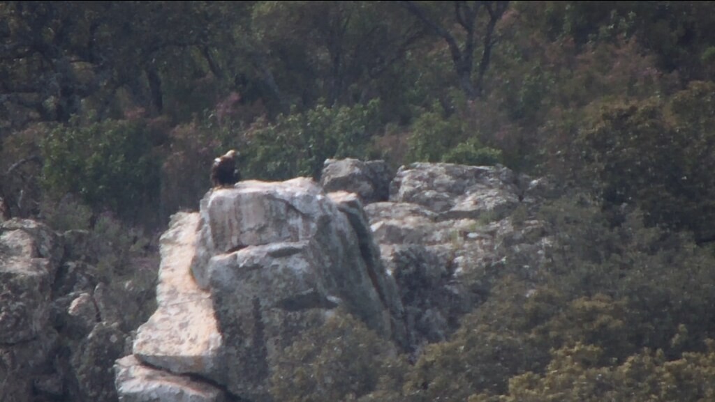 Spanish Eagle - ML516763581