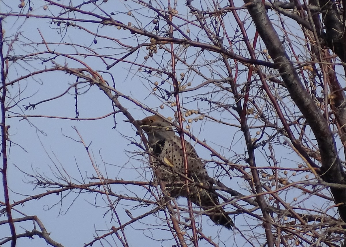 Northern Flicker - ML516764521