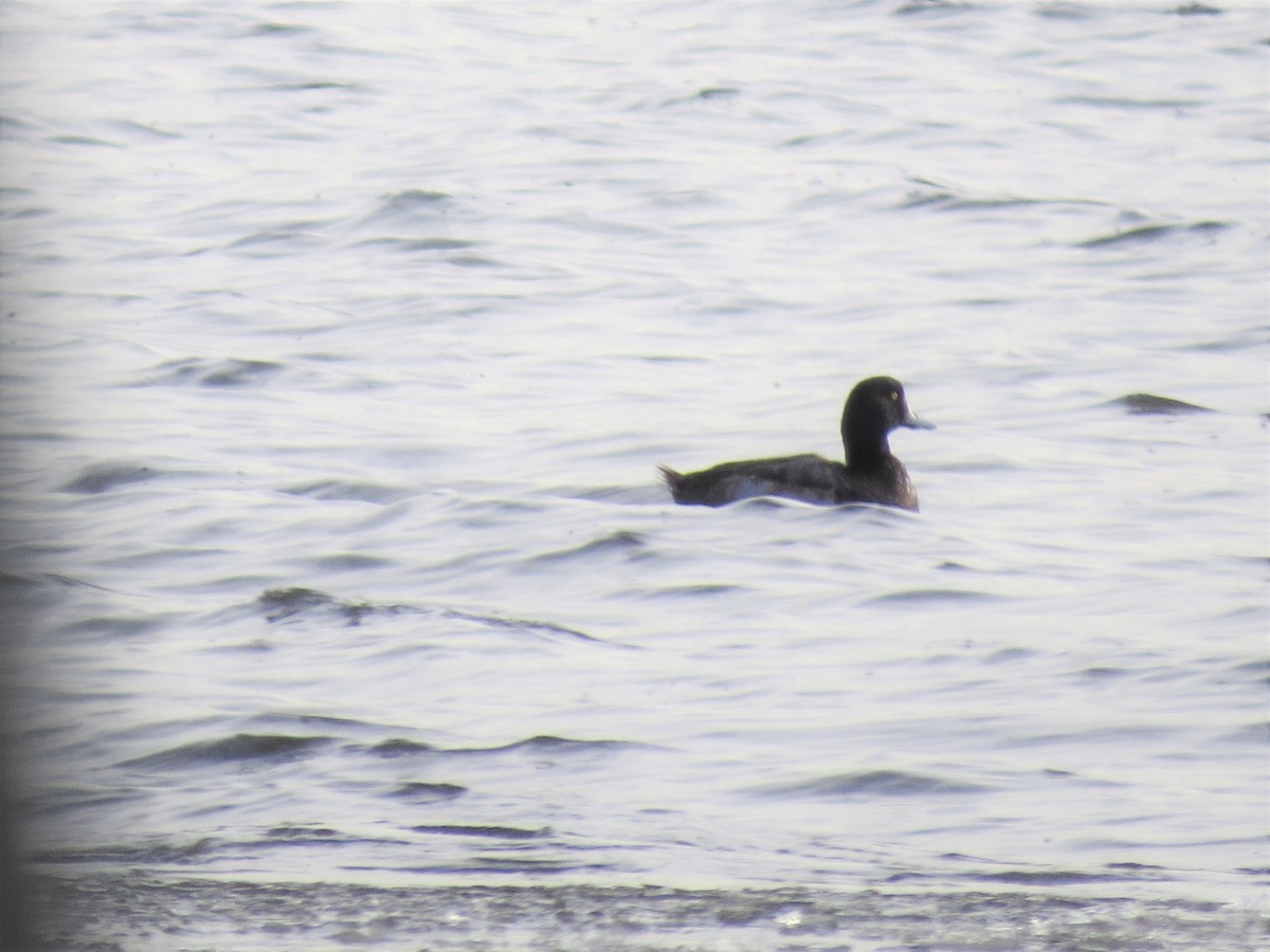 Greater Scaup - ML516766541