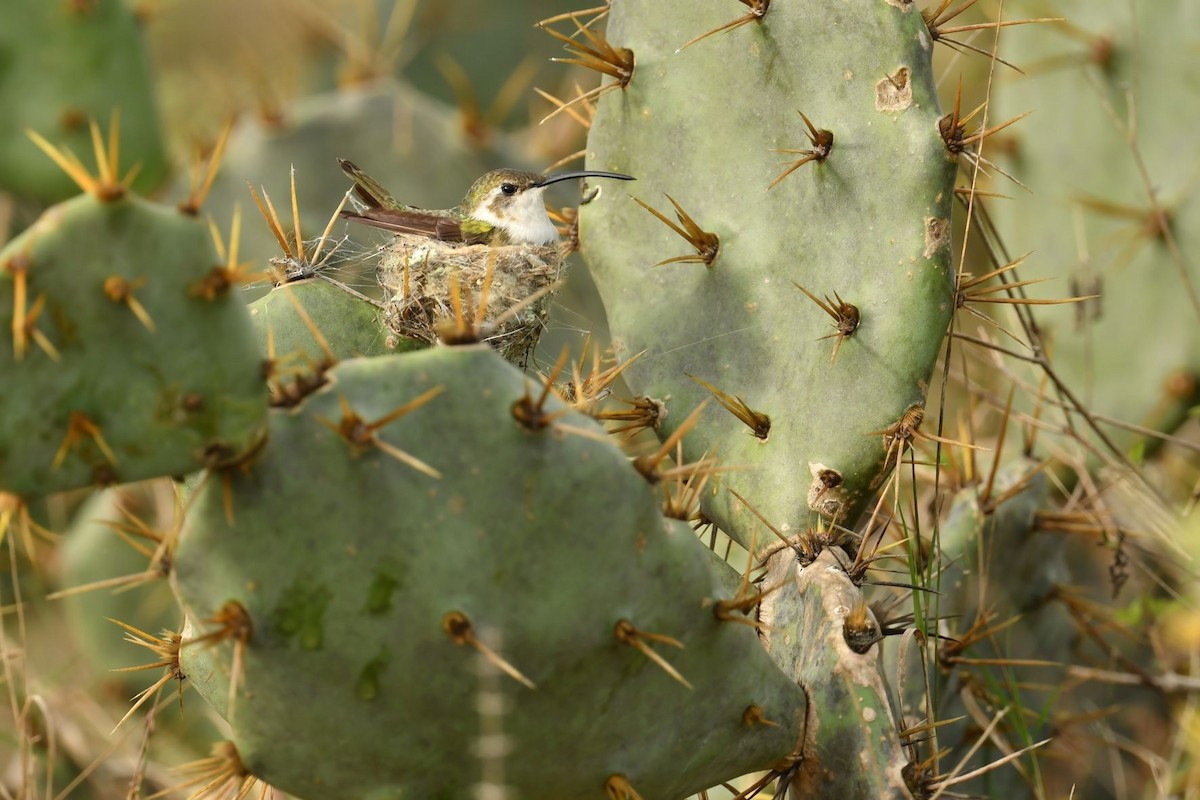 Mexican Sheartail - Thibaut RIVIERE