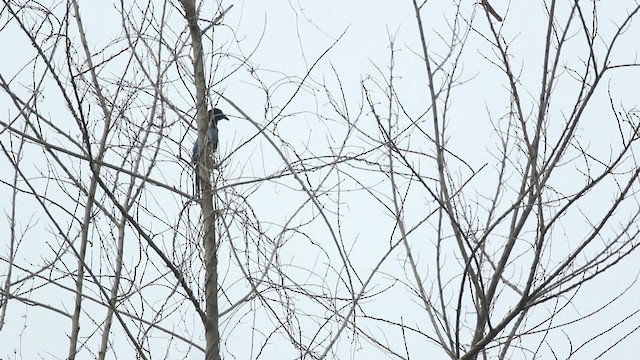 Yucatan Jay - ML516767