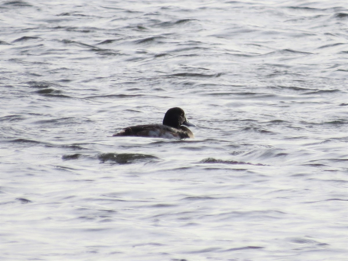 Greater Scaup - ML516767471