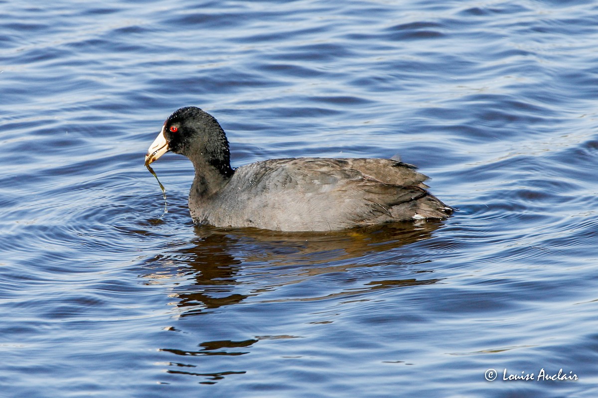 American Coot (Red-shielded) - Louise Auclair