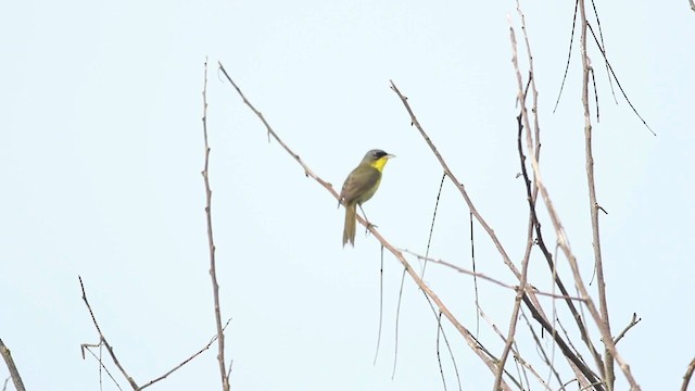 Gray-crowned Yellowthroat - ML516769