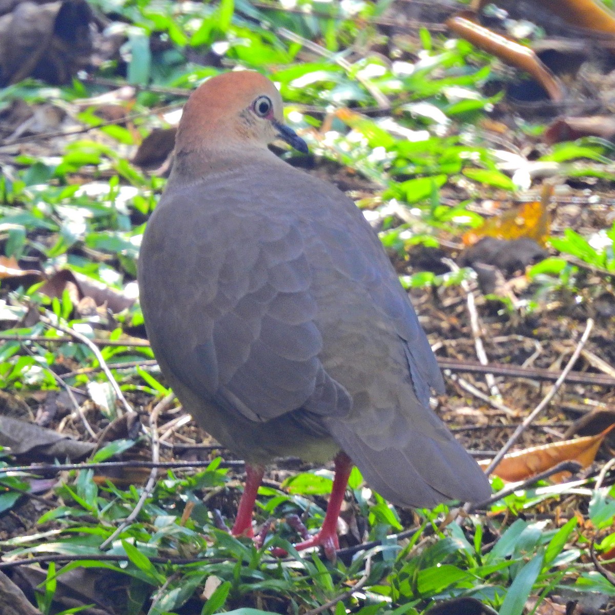 Gray-chested Dove - James Bozeman