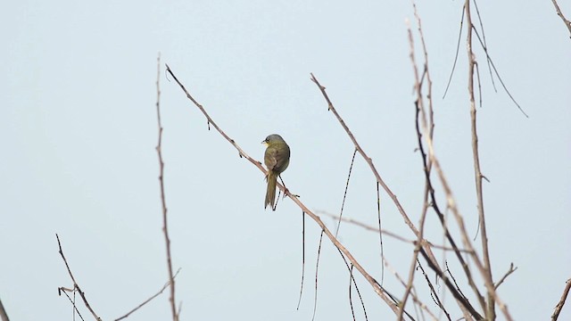 Gray-crowned Yellowthroat - ML516770