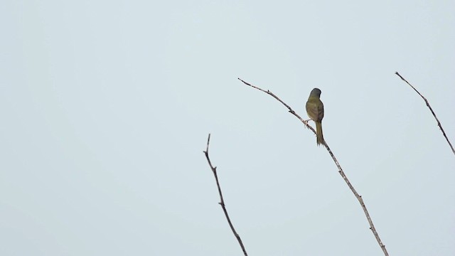 Gray-crowned Yellowthroat - ML516771