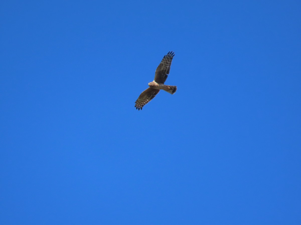 Hen Harrier - ML516771821