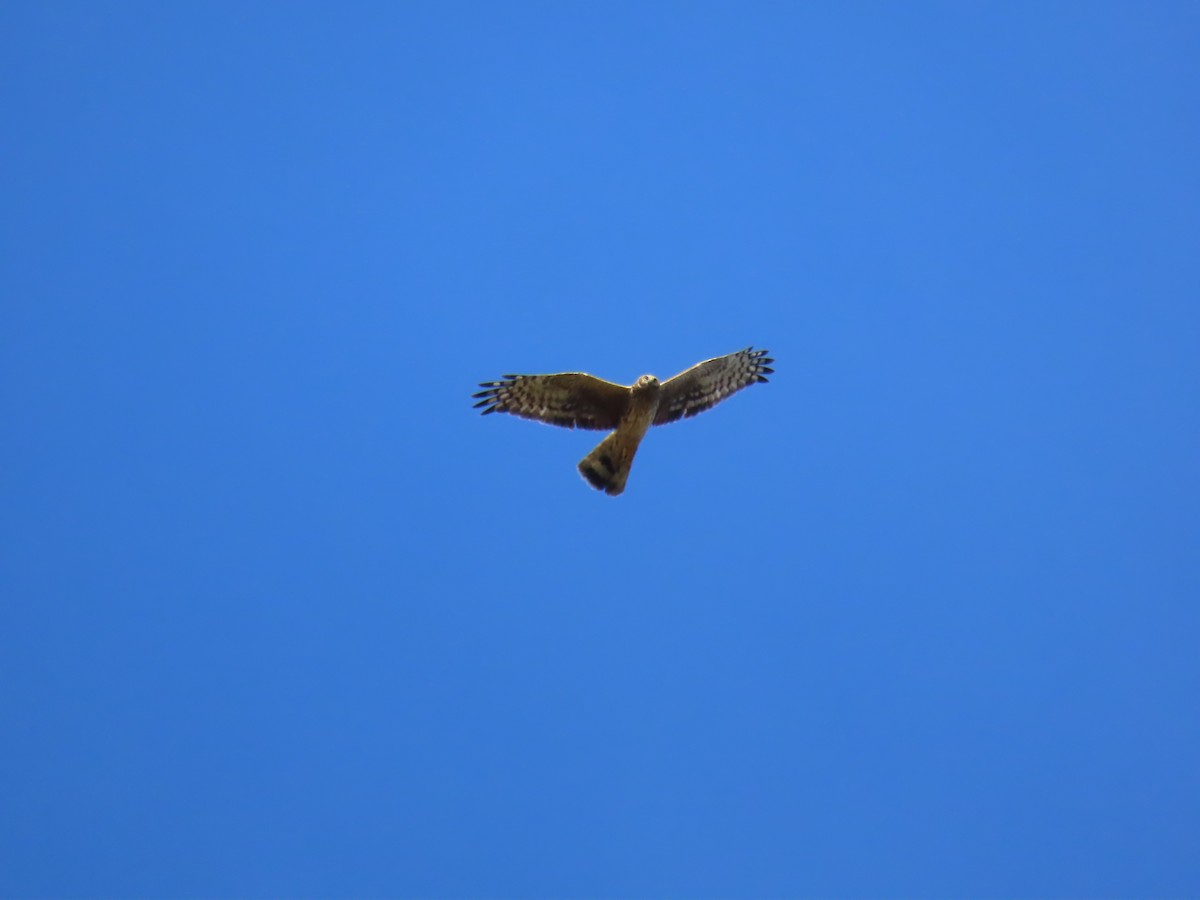 Aguilucho Pálido - ML516771831