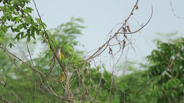 Cerquero Oliváceo (grupo rufivirgatus) - ML516772