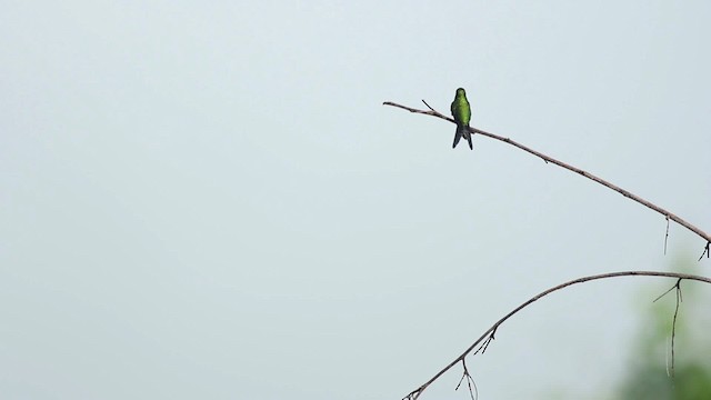 kolibřík Canivetův (ssp. canivetii) - ML516773