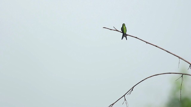 Gabelschwanz-Smaragdkolibri (canivetii) - ML516773