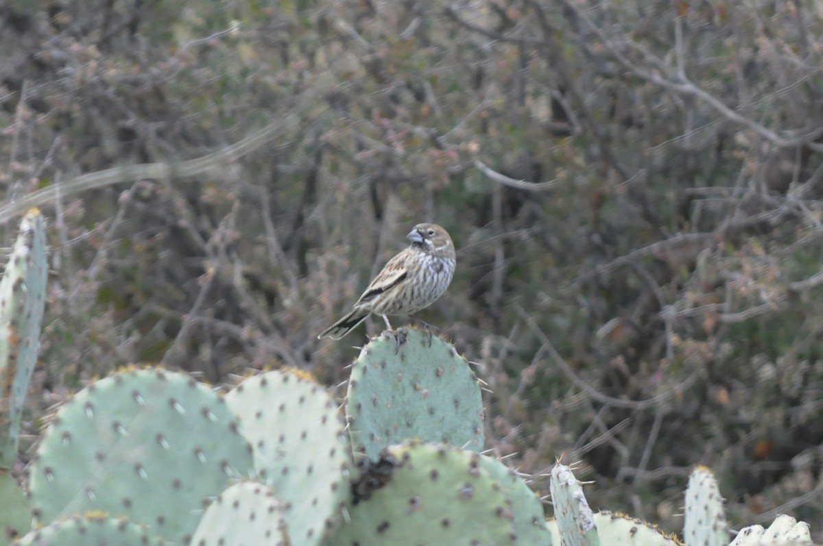 Lark Bunting - ML516773191