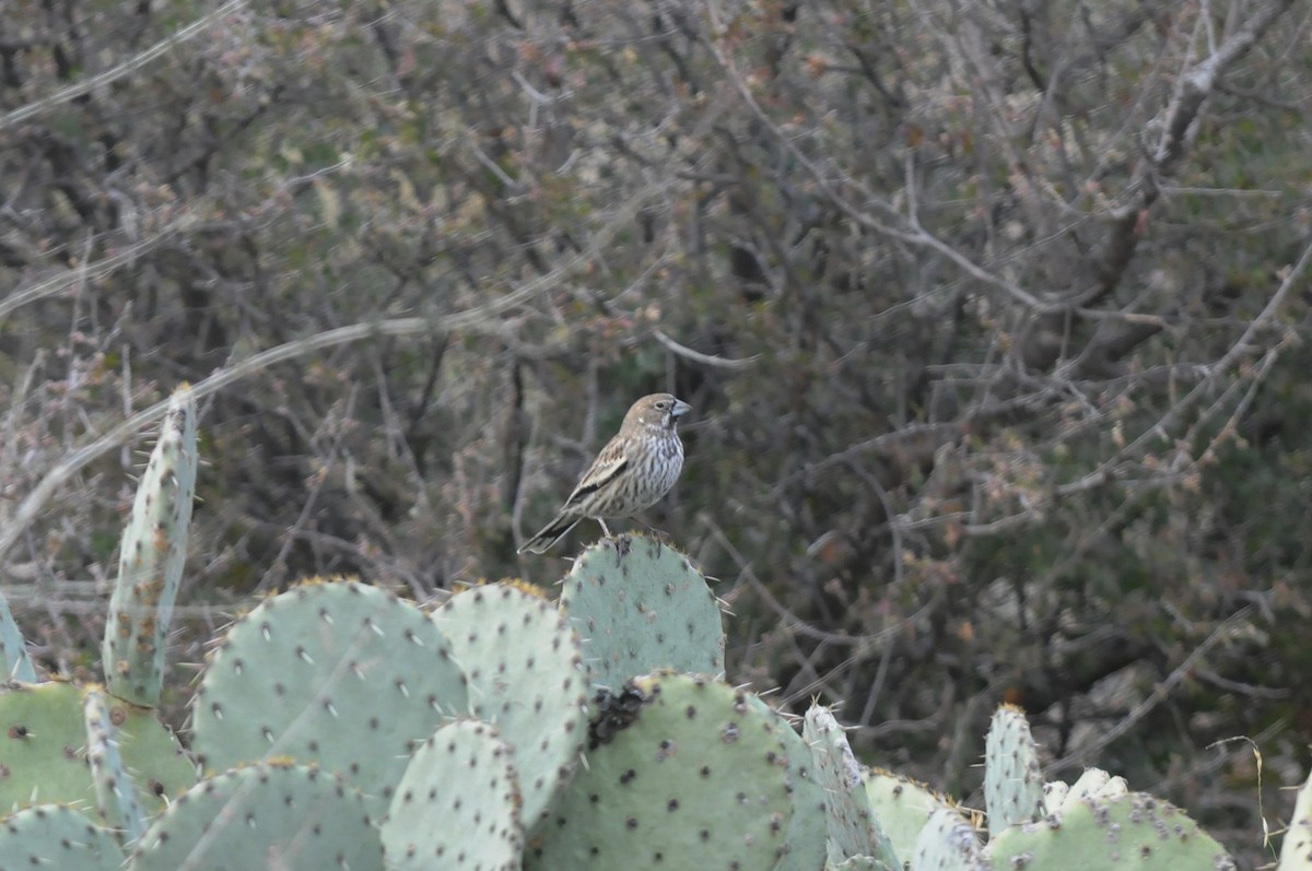 Lark Bunting - ML516773201