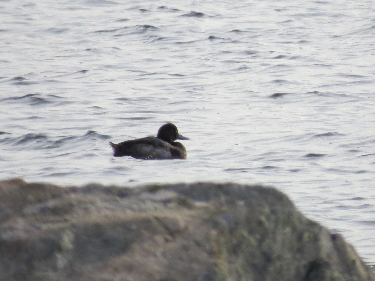 Greater Scaup - ML516773601