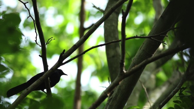 Black Catbird - ML516774