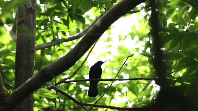 Black Catbird - ML516775