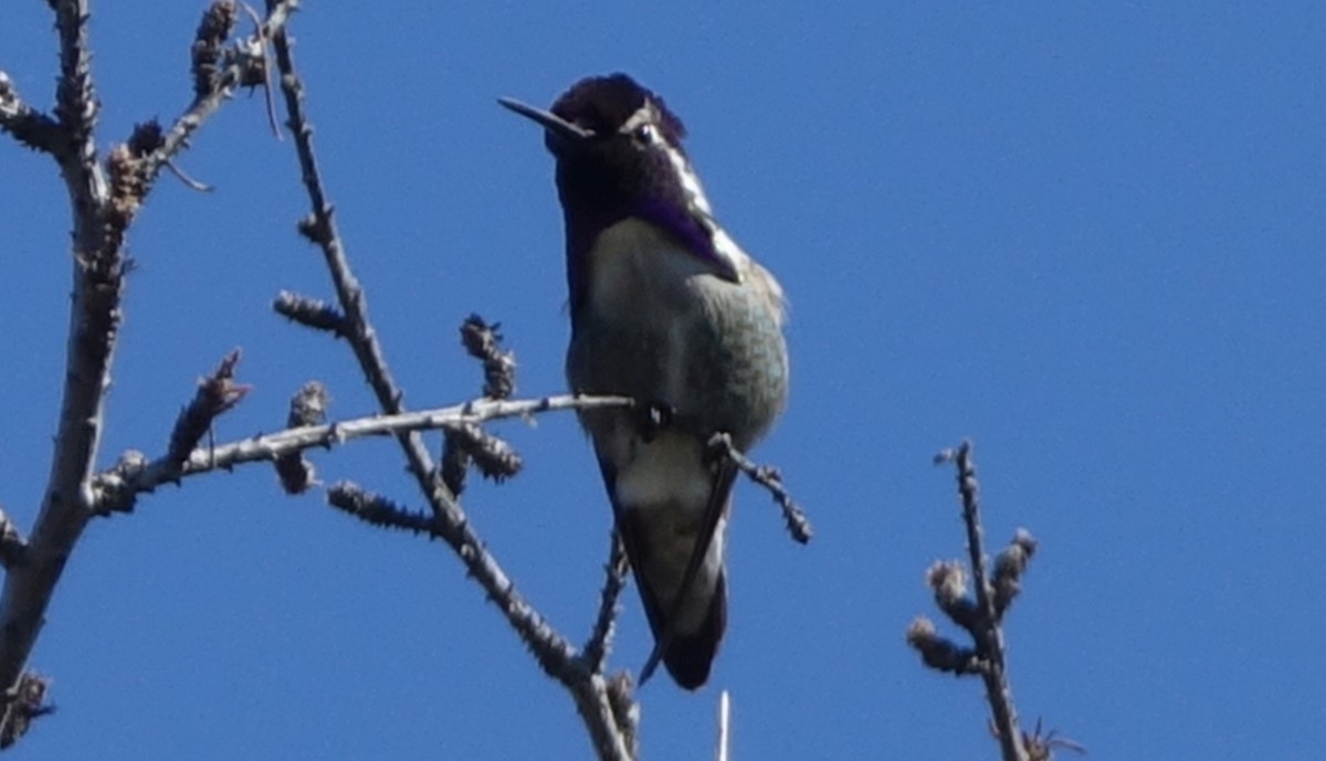 Colibrí de Costa - ML51677611