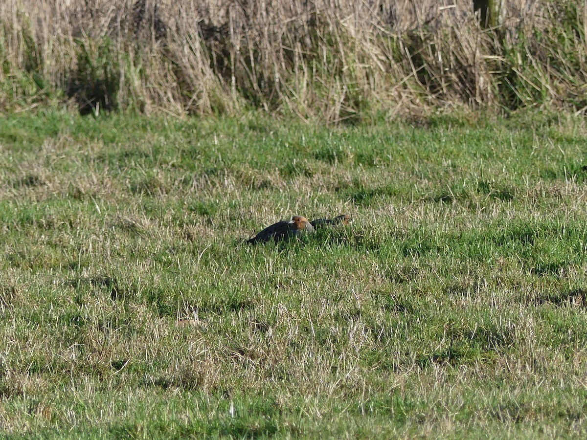 Gray Partridge - Michael Pohler