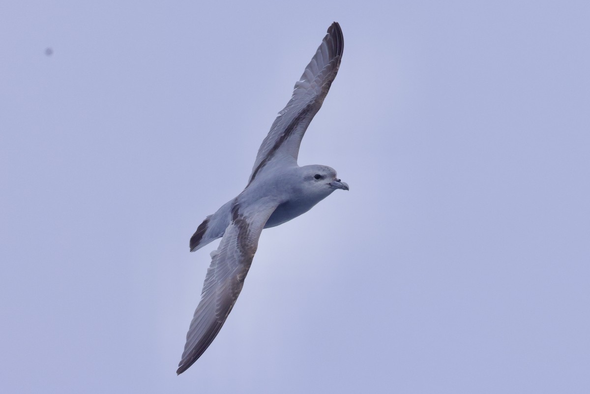 Fulmar Prion - ML516776721