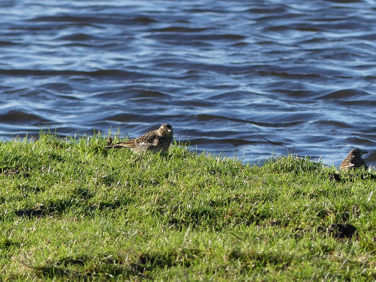 Eurasian Skylark - ML516776751