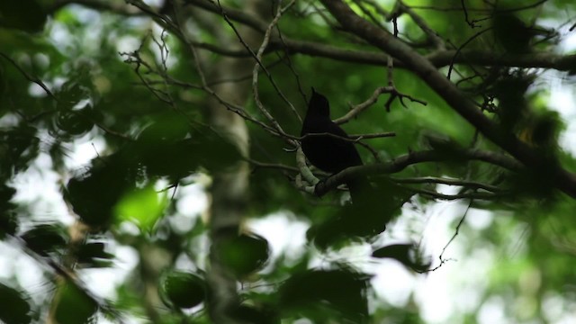 Black Catbird - ML516777