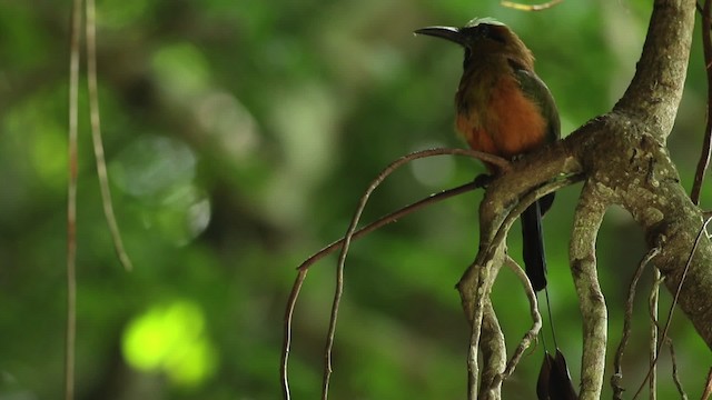 Turquoise-browed Motmot - ML516778