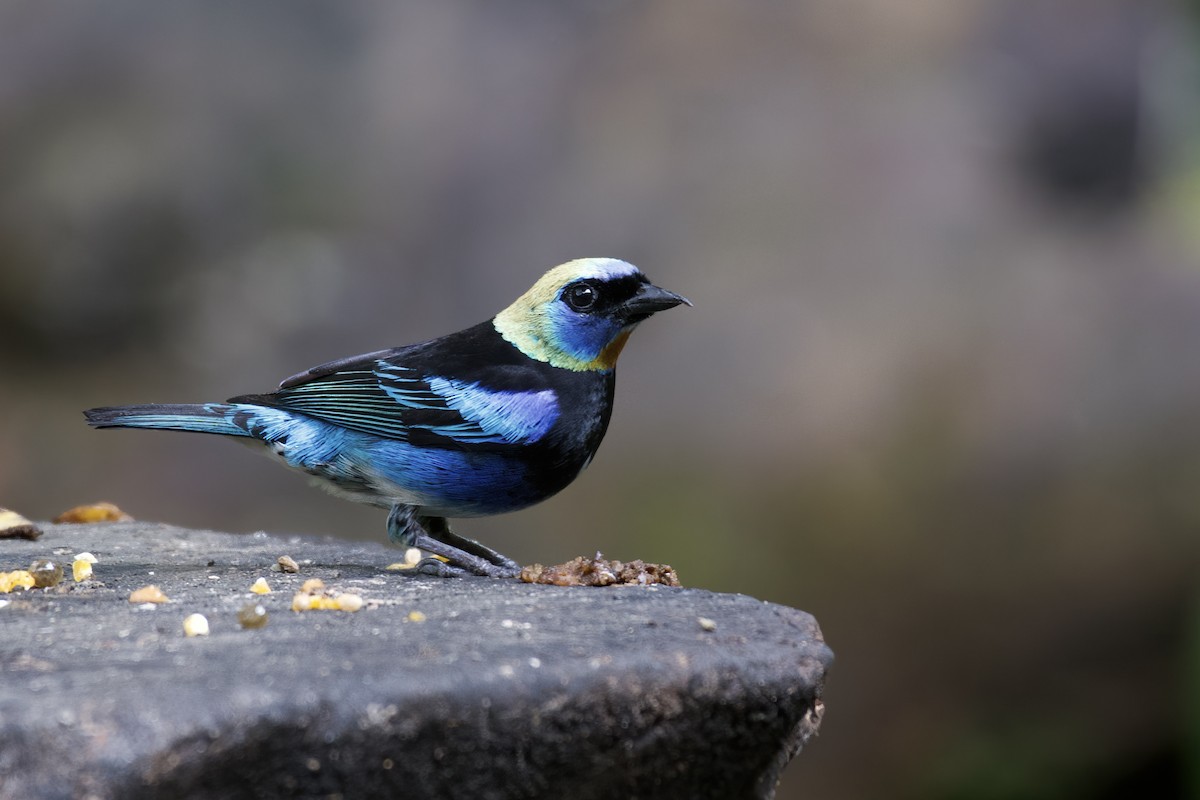 Golden-hooded Tanager - ML516778091