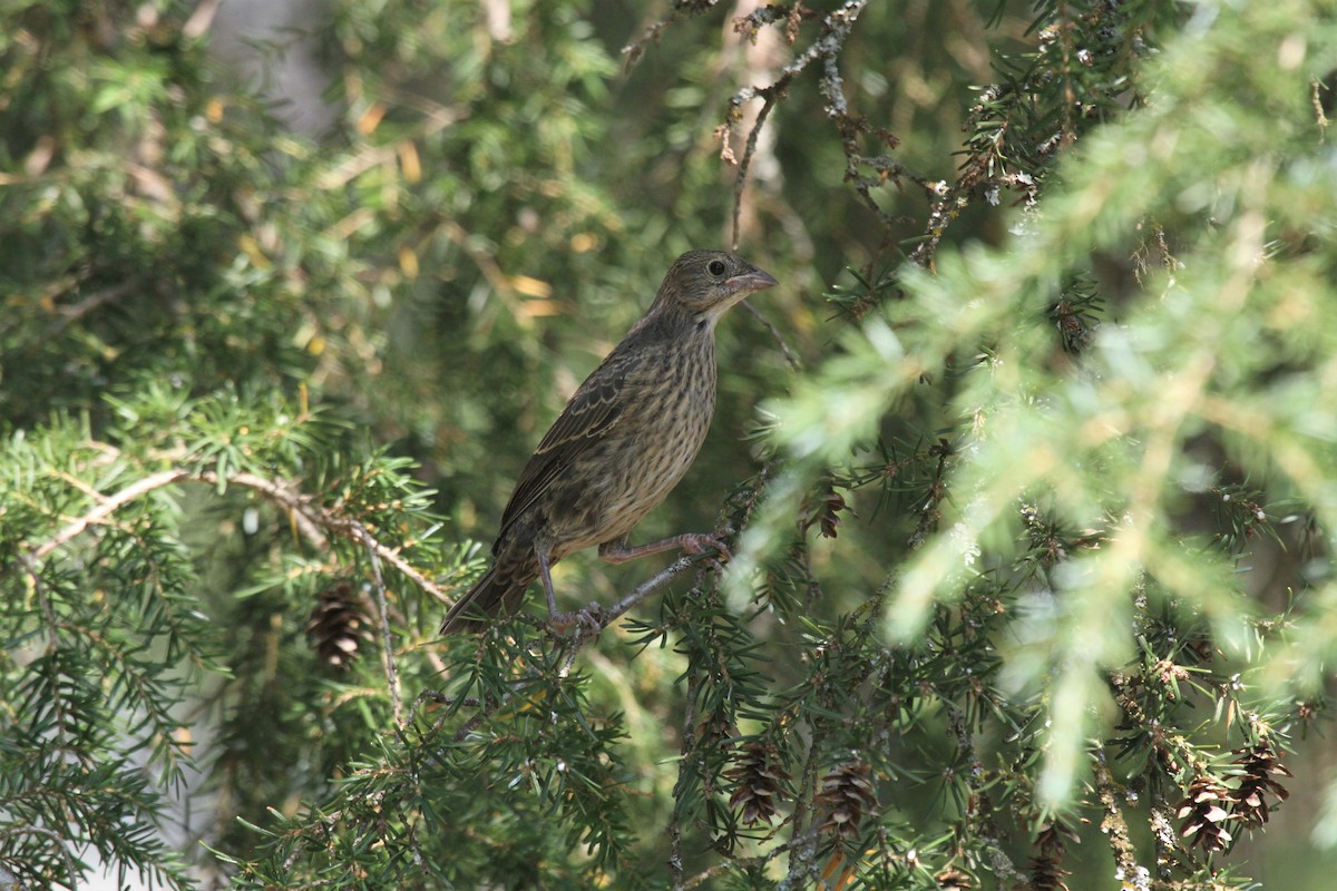 Brown-headed Cowbird - ML516778851