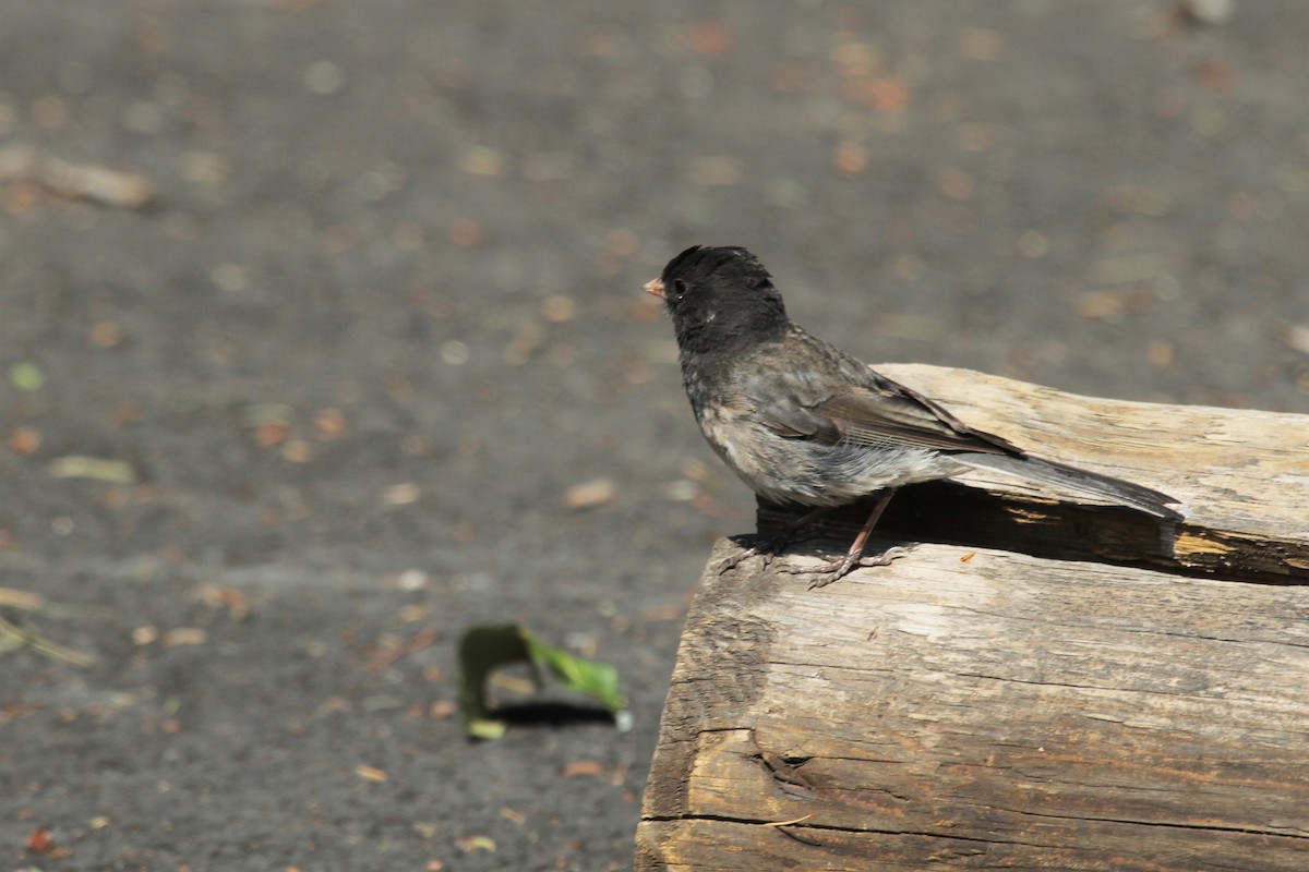 Junco Ojioscuro - ML516779141