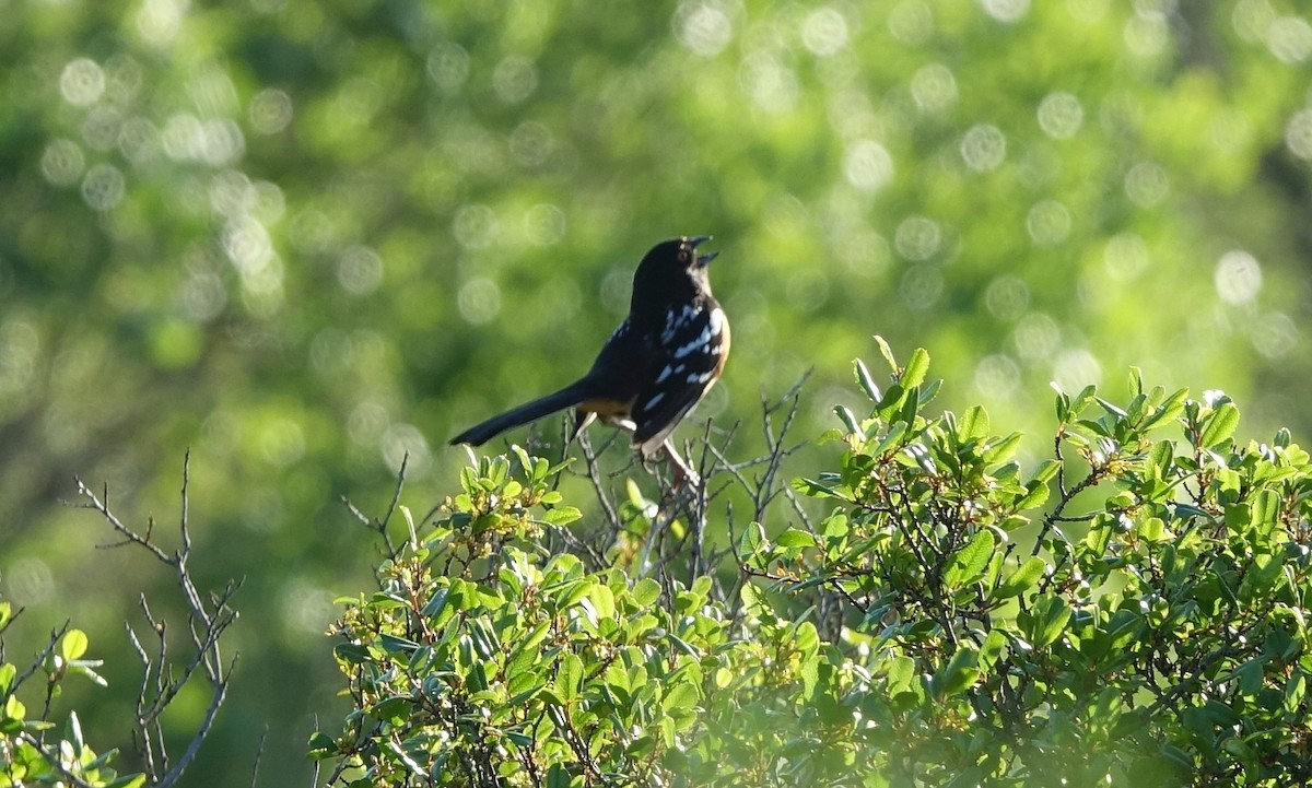 Spotted Towhee - ML51677941