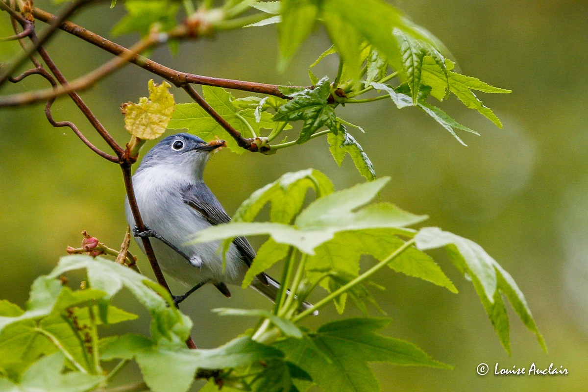 Blue-gray Gnatcatcher - Louise Auclair