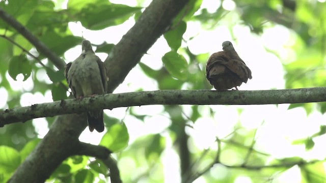 Ruddy Ground Dove - ML516780