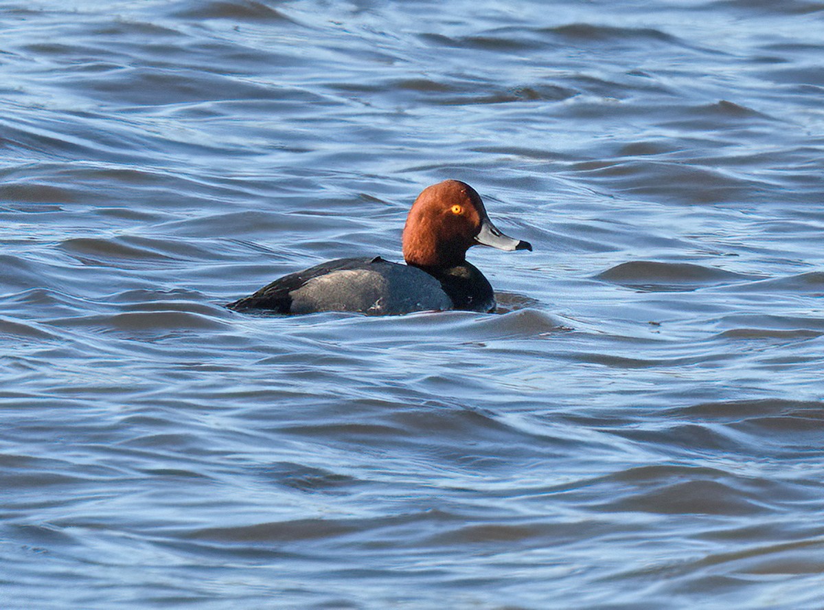 Redhead - ML516780201