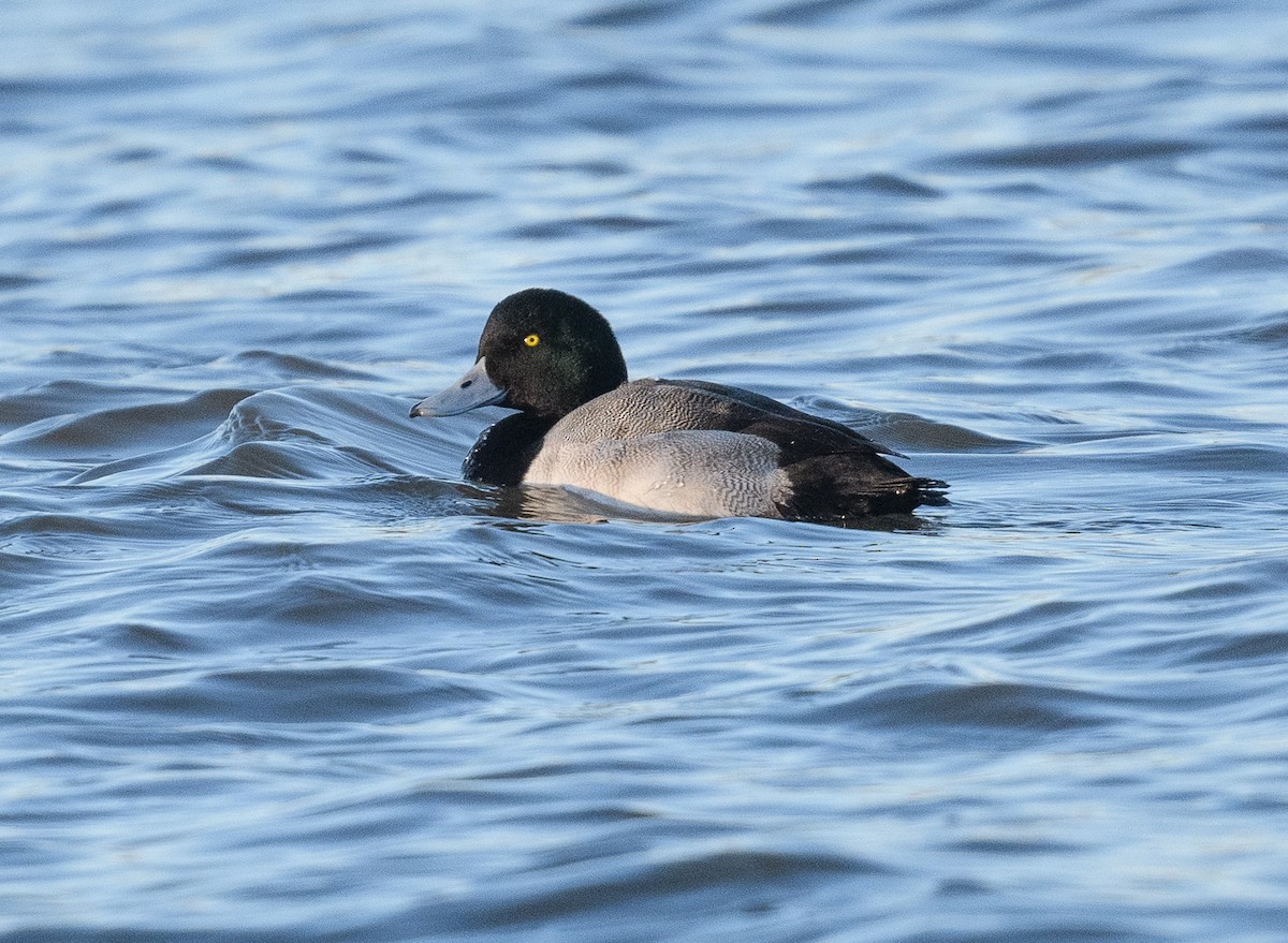 Greater Scaup - Tom Warren