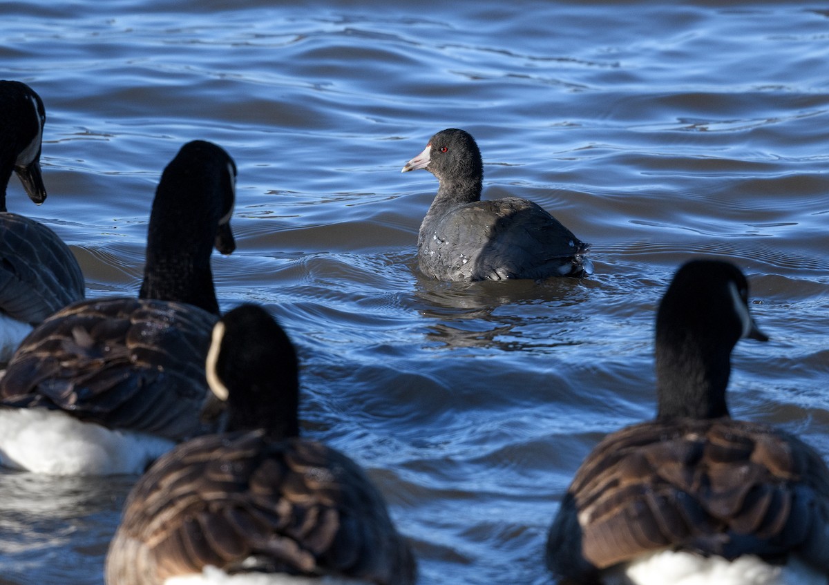 American Coot - Tom Warren