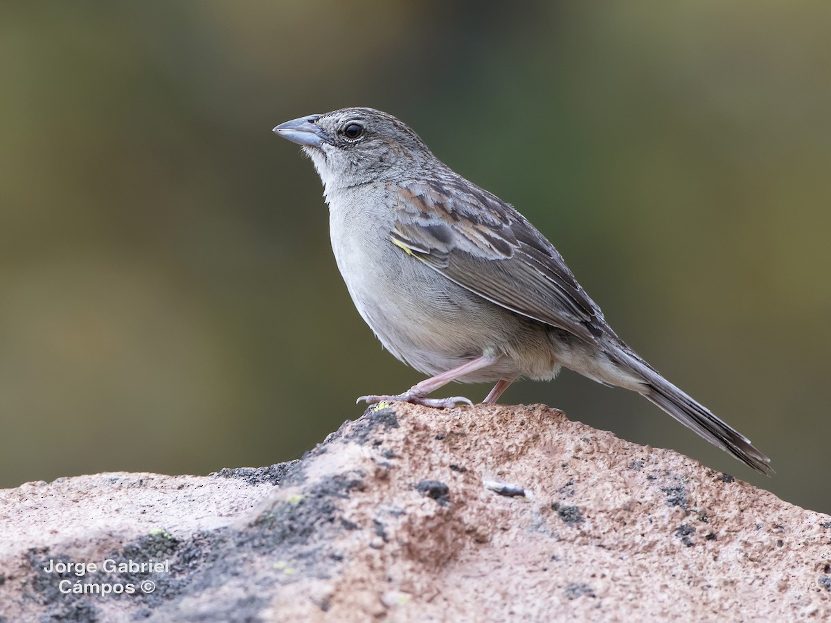 Botteri's Sparrow - ML516780981