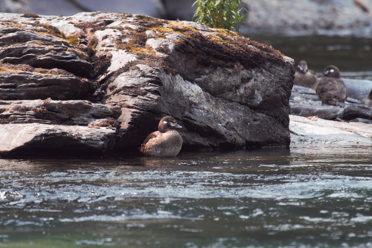 Harlequin Duck - Kendall Watkins