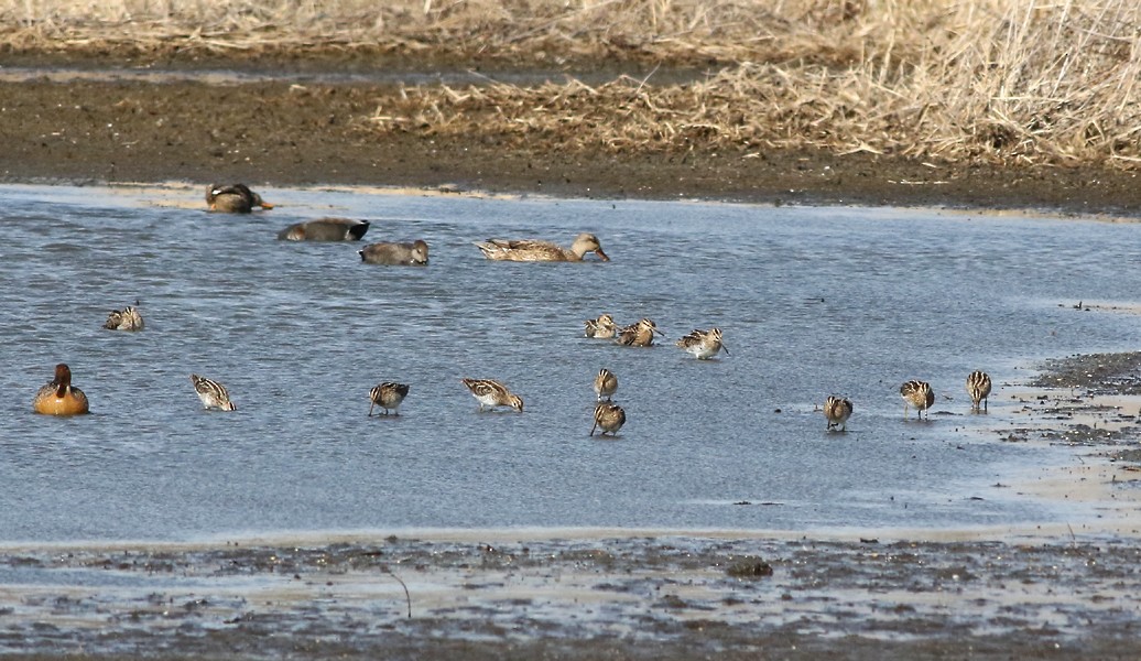 Wilson's Snipe - ML51678181