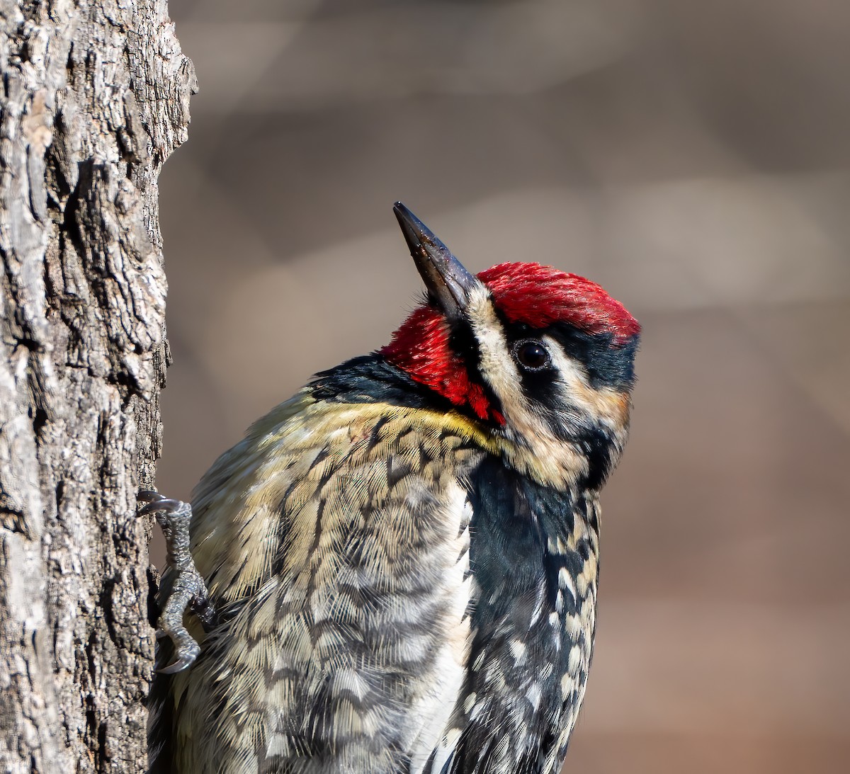 Yellow-bellied Sapsucker - Scott Murphy