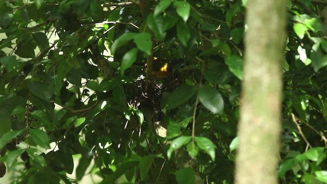 Gray-headed Tanager - ML516782