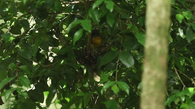 Gray-headed Tanager - ML516783