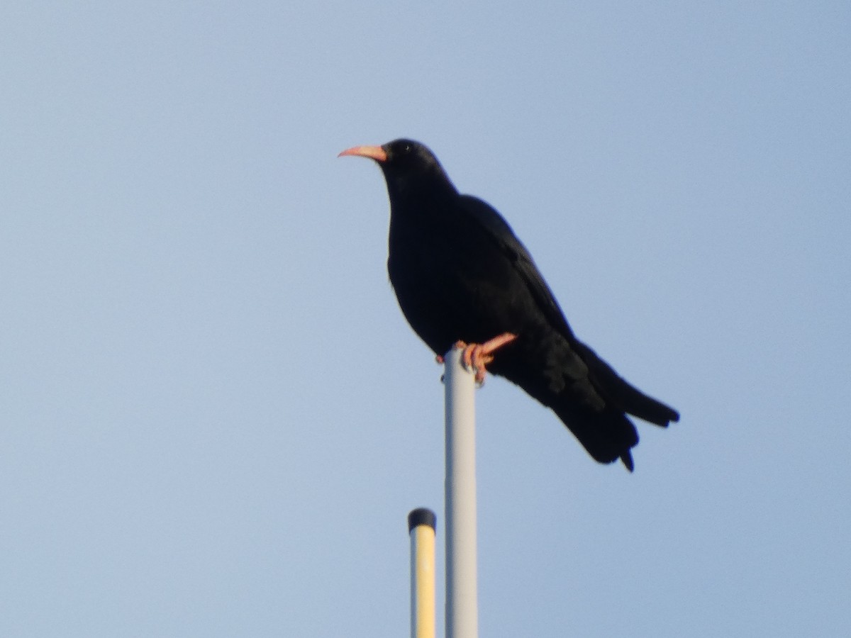 Belatxinga mokogorria - ML516783971